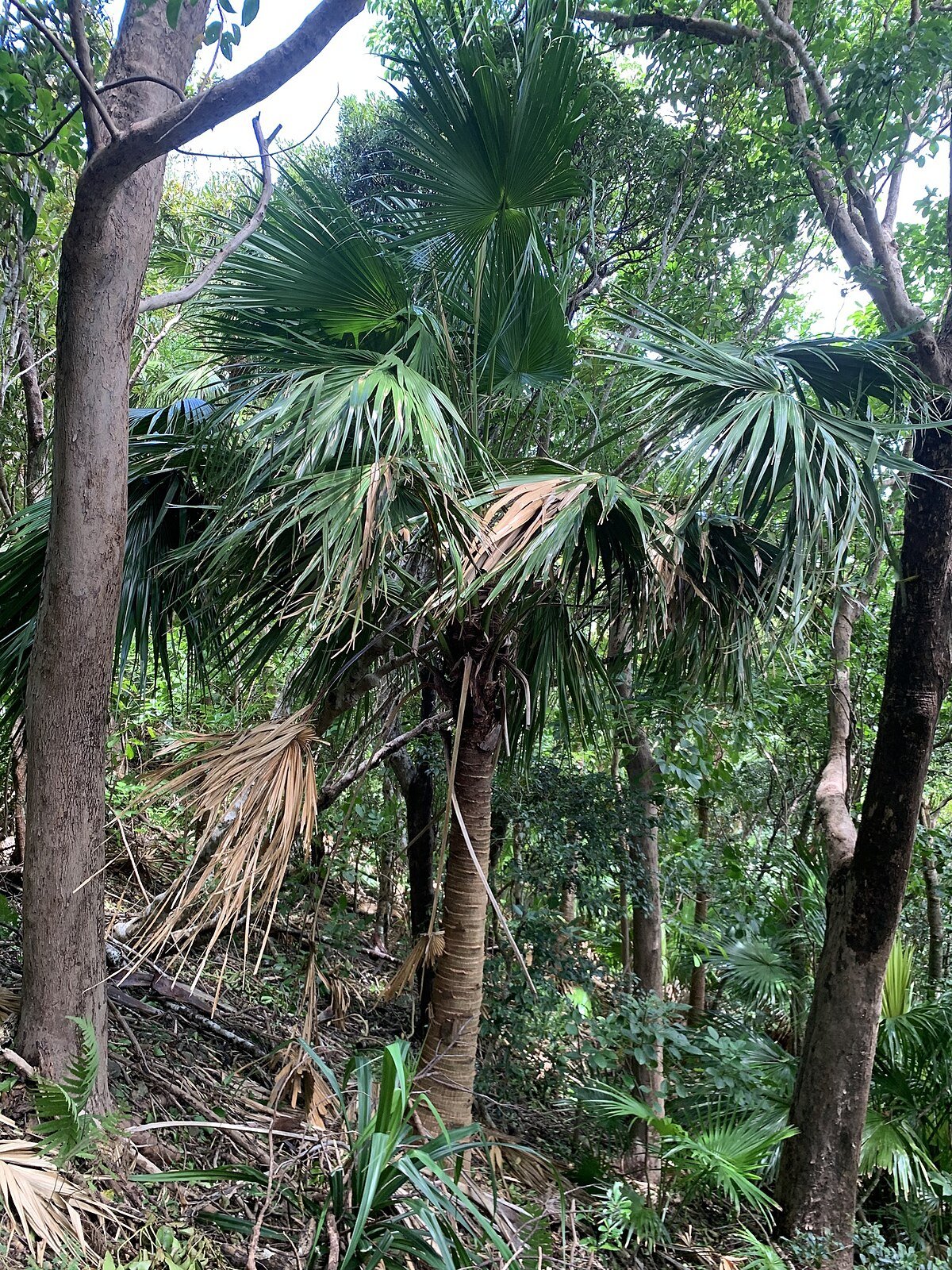 🏝️ 오키아키메 섬(오키아키메지마)